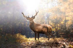 Fotobehang prachtig hert in bos_403378896_ds